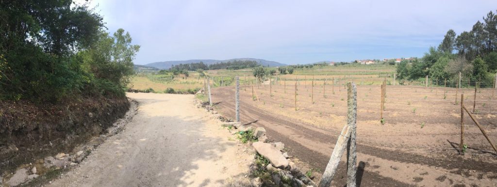 Panoramablick über einen Schotterweg neben ein paar leeren Reben auf dem Camino Português