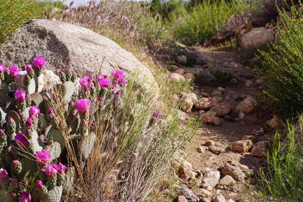 PCT Meilen 77 (Scissor Crossing) 110 Warner Springs Geh doch!
